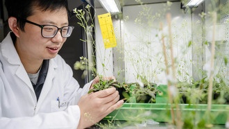 Разгадана загадка распределения белков в растительных клетках