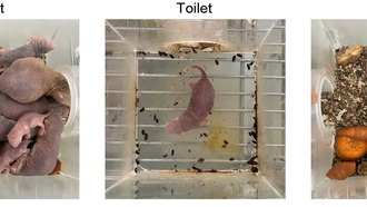 Учёные раскрыли сложную социальную жизнь голых землекопов