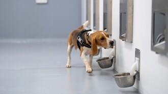 Биотех-стартап SpotitEarly использует собак и ИИ для раннего выявления рака