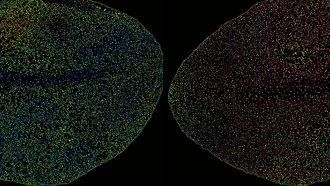 Ученые создали биосенсор для наблюдения за иммунным гормоном растений в реальном времени