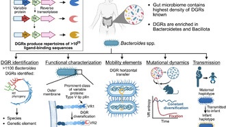 Ускоренная эволюция помогает бактериям закрепиться в кишечнике