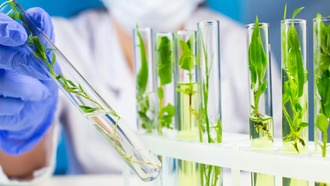 Ученые раскрыли секрет создания растениями противоракового соединения митрафиллина