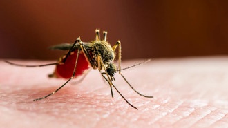 В Южном Китае зафиксирована крупнейшая в истории страны вспышка лихорадки чикунгунья