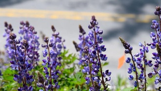 Генетика дикого люпина поможет в сохранении вида