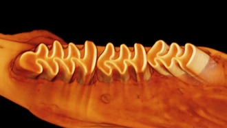 Зубы полёвок показали, как простое изменение создаёт сложные новые признаки в эволюции