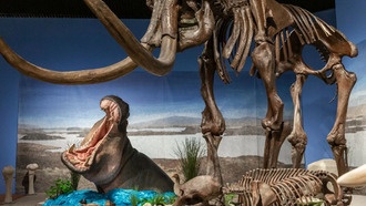 Бегемоты пережили в Европе последний ледниковый период