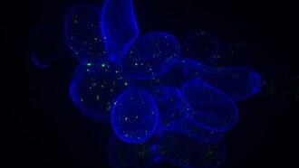 Ученые научились предсказывать влияние генетических мутаций на дрожжи через анализ протеома