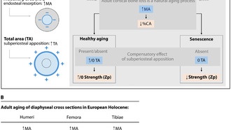 Исследование костей голоцена ставит под сомнение связь между малоподвижным образом жизни и возрастным ослаблением костей