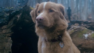 Собака Инди из фильма «Хороший мальчик» номинируется на «Оскар»