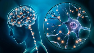 Ученые впервые определили клетки мозга, связанные с депрессией