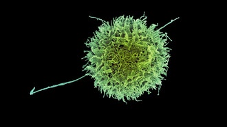 Ученые MIT создали «невидимые» иммунные клетки для борьбы с раком