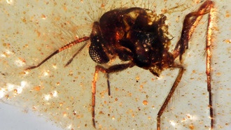 Ученые обнаружили в Эквадоре янтарь с насекомыми возрастом 112 миллионов лет