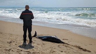 Учёные выяснили, что токсичные водоросли могут вызывать у дельфинов болезнь, похожую на Альцгеймер