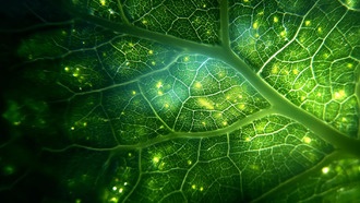 Разгадана многолетняя тайна фотосинтеза