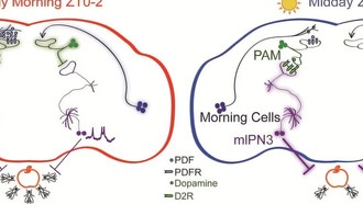 Ученые раскрыли, как «внутренние часы» мозга управляют поиском пищи