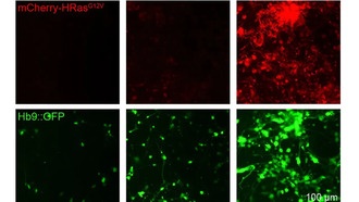 Новая система позволяет точно регулировать уровень экспрессии синтетических генов