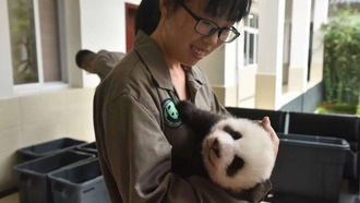 Содержание в неволе меняет кишечные бактерии у панд и медведей