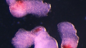 Ученые создали модель человеческого эмбриона, производящую клетки крови