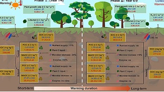 Умеренное потепление может не угрожать запасам углерода в субтропических лесах