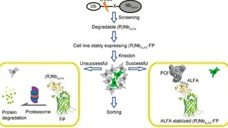 Ученые разработали новый метод маркировки белков для визуализации в живых клетках