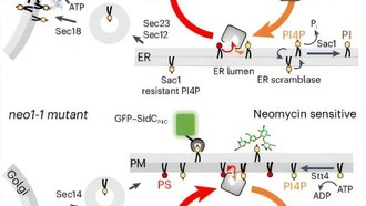 Ученые нашли способ сделать опасный антибиотик безопасным для инъекций