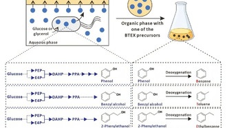 Ученые разработали технологию получения нефтяных углеводородов из сахара
