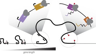 Ученые переписывают учебники: начало и конец генов оказались динамически связаны