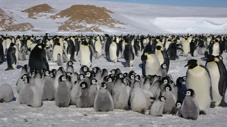 Спутниковое слежение показало, как изменение климата заставляет пингвинов покидать места размножения