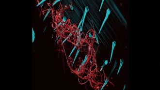Полезные почвенные бактерии повышают питательность пшеницы