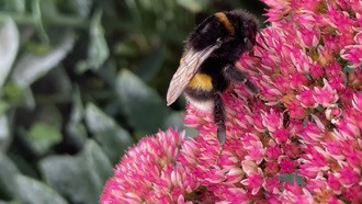 Климатический стресс в юности ослабляет шмелей на всю жизнь