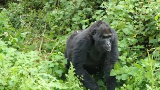 Самки горных горилл перестают размножаться задолго до конца жизни