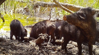 Лесное хозяйство в Гватемале доказало возможность сосуществования людей и дикой природы