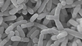 Структура хромосом влияет на эффективность бактерии для генной инженерии растений