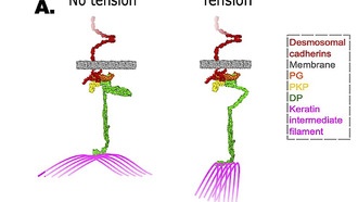 Ученые раскрыли, как белок десмоплакин «чувствует» механическое напряжение в клетках