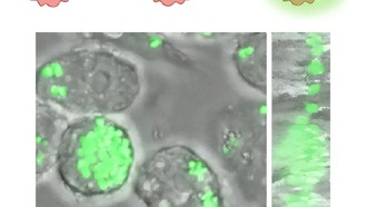 Ученые нашли молекулу, которая помогает антибиотикам бороться с устойчивыми бактериями
