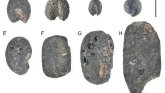 Китай признан одним из центров происхождения фасоли угловатой
