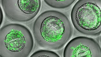 Ученые вырастили мини-печени для прогнозирования токсичных реакций на лекарства