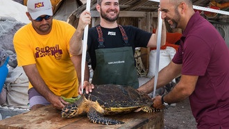 Солнечные огни на рыболовных сетях сократили гибель морских черепах на 63%