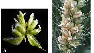 Обнаружен ген, способный утроить урожай пшеницы