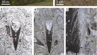 Загадочное существо с двумя скелетами нашло место на древе жизни