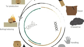 Древняя «жвачка» из берёзового дёгтя рассказала о жизни неолитических фермеров