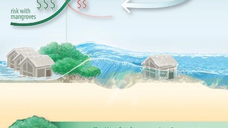 Мангровые леса снизили ущерб от ураганов на миллиарды долларов