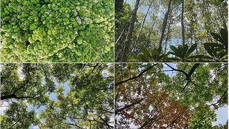 Разнообразие видов деревьев повышает продуктивность лесов