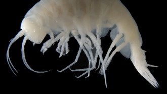 Учёные описали 14 новых видов морских животных