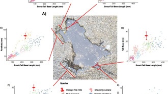Ученые выяснили, что знаменитая «крысиная нора» в Чикаго на самом деле оставлена белкой