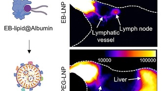 Новая технология доставки мРНК-вакцин повышает безопасность и эффективность