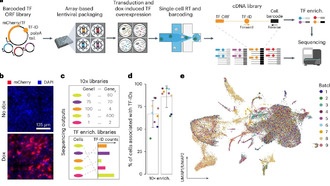 Ученые выяснили, как доза белков влияет на перепрограммирование клеток