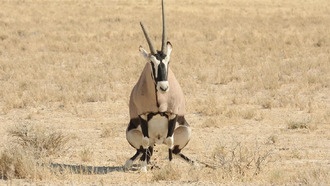 Исследование микробиома африканских травоядных поможет в сохранении видов