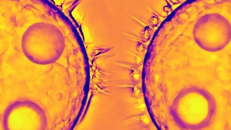 Высокоскоростная съёмка раскрыла механизм движения морских организмов с помощью ресничек