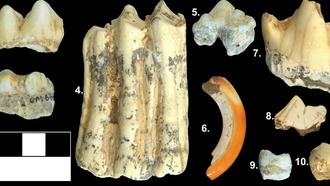 Исследование зубов древних животных показало, как климат влиял на выживание видов в Юго-Восточной Азии